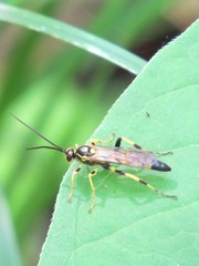 Ichneumon annulatorius