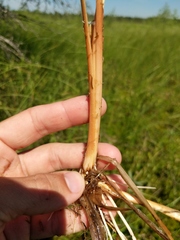 Carex aquatilis substricta