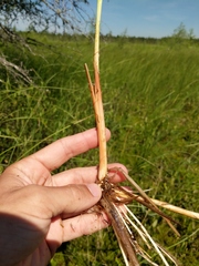 Carex aquatilis substricta
