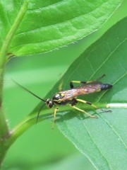 Ichneumon annulatorius