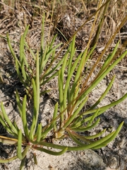 Phemeranthus rugospermus