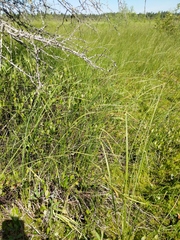 Carex aquatilis substricta
