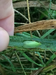 Rhynchomitra recurva