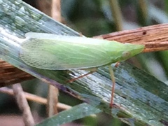 Rhynchomitra recurva