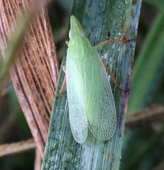 Rhynchomitra recurva