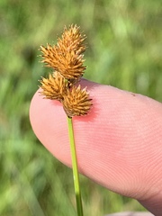 Carex molesta