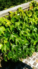 Parthenocissus tricuspidata