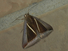 Chalciope alcyona