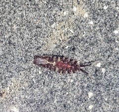 Idotea rufescens