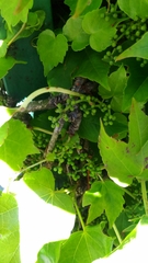 Parthenocissus tricuspidata