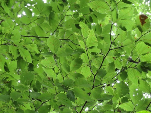 Image of Fagus crenata by (c) Marco Mussita, some rights reserved (CC BY)