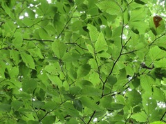 Fagus crenata