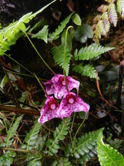 Masdevallia chaparensis