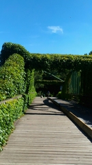 Parthenocissus tricuspidata