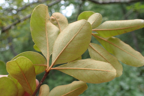 Sideroxylon lanuginosum image