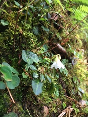 Shortia rotundifolia