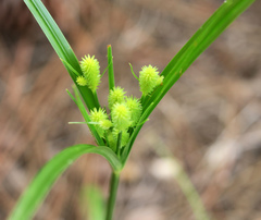 Cyperus retrorsus image