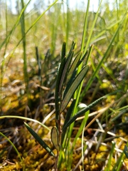 Andromeda polifolia latifolia
