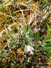 Salix pedicellaris