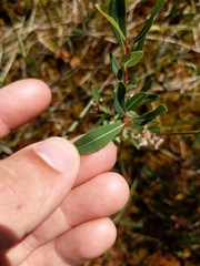 Salix pedicellaris