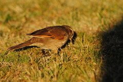 Cinclodes comechingonus