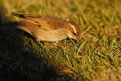 Cinclodes comechingonus