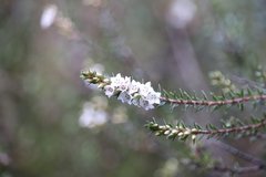 Epacris pauciflora