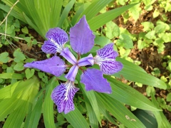 Iris tectorum