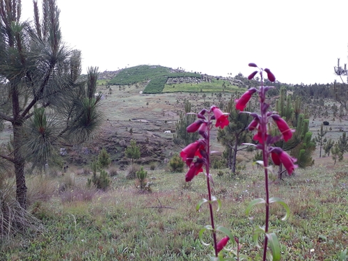 Image of Penstemon gentianoides by (c) Saban-Sequén, E.A., some rights reserved (CC BY)