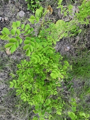 Albizia occidentalis