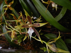 Oncidium multistellare