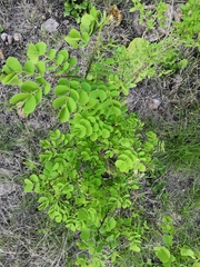Albizia occidentalis