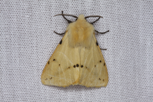 Buff Ermine
