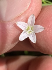Campanula aparinoides