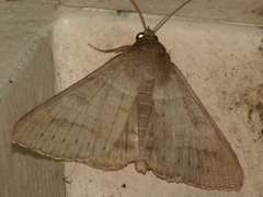Mocis trifasciata