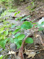 Smilax ecirrhata