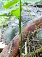 Smilax ecirrhata