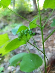 Smilax ecirrhata