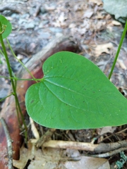 Smilax ecirrhata