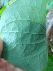 Smilax ecirrhata