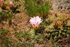 Gymnocalycium monvillei