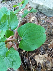 Smilax ecirrhata