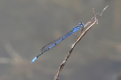 Enallagma semicirculare