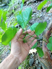 Smilax ecirrhata