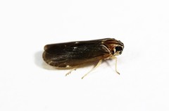 Synecdoche impunctata