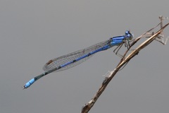 Enallagma semicirculare