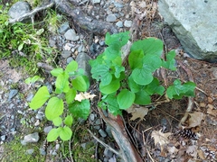 Smilax ecirrhata