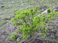 Albizia occidentalis