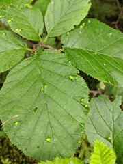 Acalitus brevitarsus