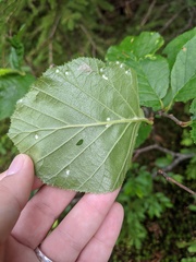 Acalitus brevitarsus